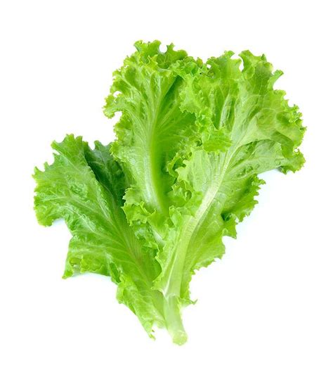 How Many Calories In 2 Cups Of Iceberg Lettuce