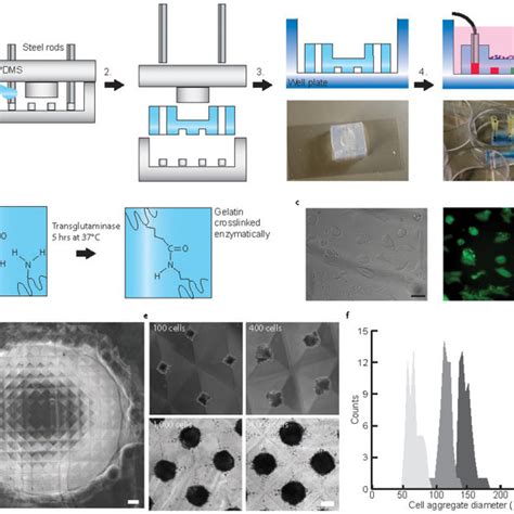 PDF Hydrogel Microfluidics For The Patterning Of Pluripotent Stem Cells