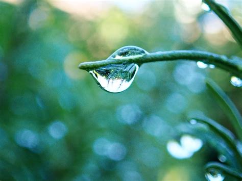 雨滴 植物 树叶 Pixabay上的免费照片