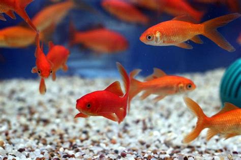 Quelle Taille D Aquarium Choisir Pour Poissons Rouges