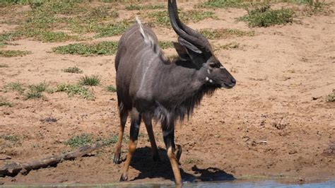 Premium Photo | A wildebeest with large horns stands in a water hole