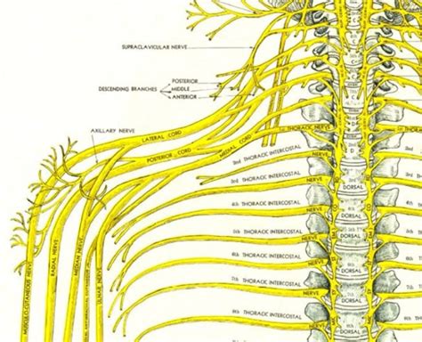 Cervical Spine Nerves Map