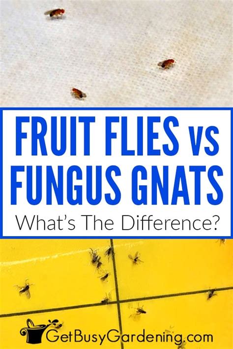 Fungus Gnats vs Fruit Flies: What's The Difference? - Get Busy Gardening