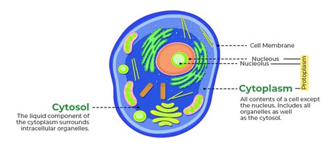 Labelled Diagram of Cytoplasm - GeeksforGeeks