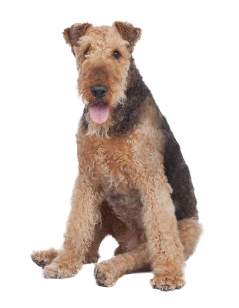 Airedale Terrier Breeders Australia Airedale Terrier Info And Puppies