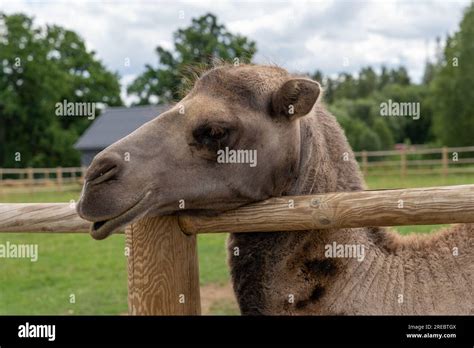 Portrait Of Bactrian Camel Behind Wooden Fence In Zoo Stock Photo Alamy