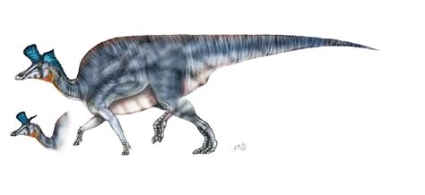 Lambeosaurus Pictures And Facts The Dinosaur Database