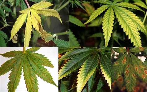 Carencias Y Excesos De Nutrientes En Las Plantas De Cannabis Genehtik