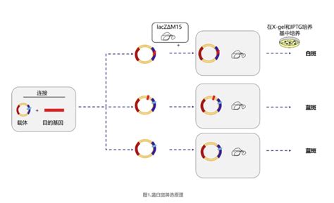 涨知识 克隆专题六：分子克隆筛选与鉴定技术 技术前沿 资讯 生物在线