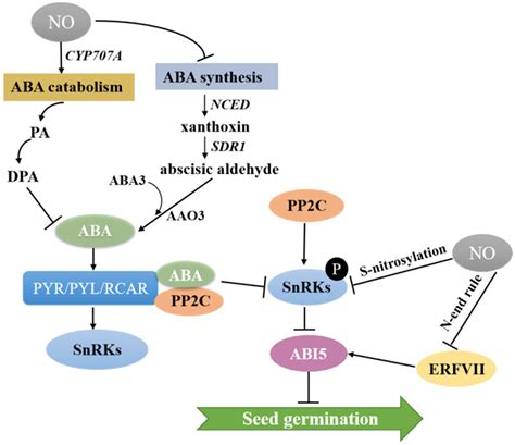 Ijms Free Full Text Nitric Oxide Regulates Seed Germination By Integrating Multiple