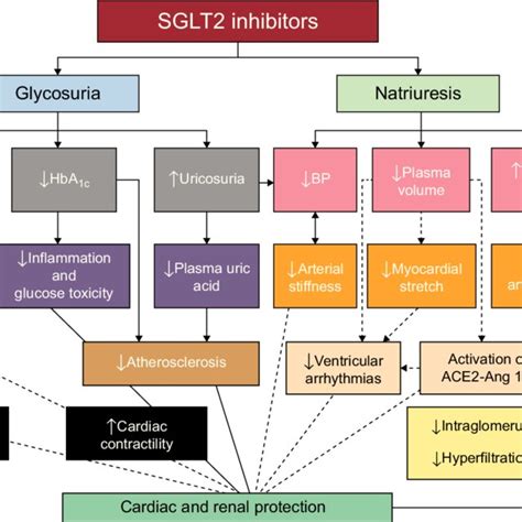 Possible Mechanisms Of Cardiovascular And Renal Protection Of