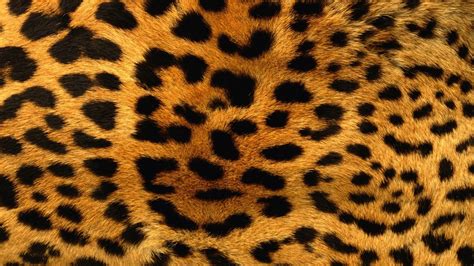 1920x1080 / 1920x1080 fur, leopard, texture - Coolwallpapers.me!