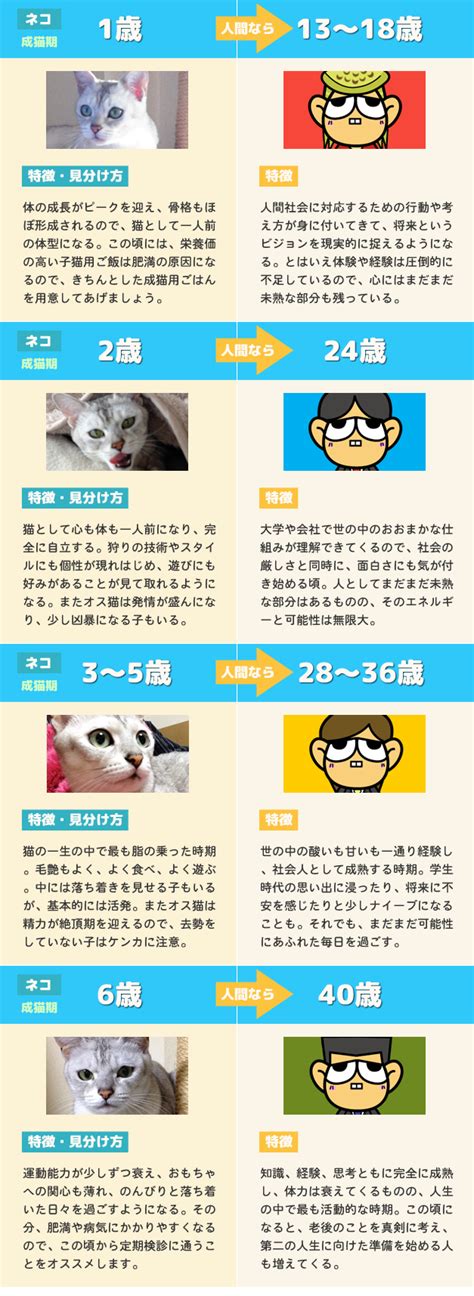 【猫の年齢】人間との比較＆見分け方 早見表 『画像・イラスト付き』 12匹の猫と暮らす夫婦の猫ブログ 11cats