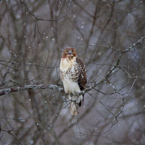 Download Wallpaper 2780x2780 Hawk Bird Branch Snow Ipad Air Ipad