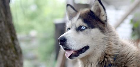 Do Alaskan Malamutes Have Blue Eyes Mesmerizing Blue Eyes