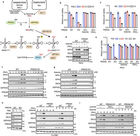 PRDX6 Regulates Selenium Utilization Efficiency A Schematic Showing