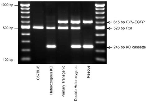 Pcr Based Genotype Analysis The Generation Of Transgenic Mice