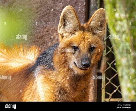 Maned Wolf Chrysocyon Brachyurus Walking In The Zoo Stock Photo Alamy