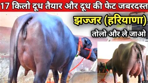 💯ये विडीयो देखने के बाद नही होंगे Dairy Farming में ठगी के शिकार Full Milking Video Murrha