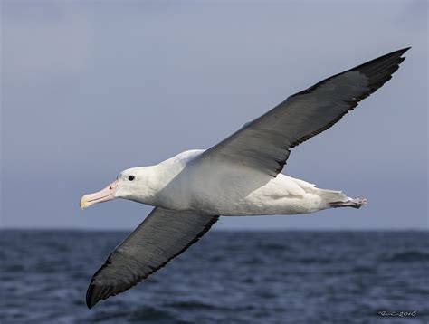 Albatros Real Del Sur Diomedea Epomophora Evangelina Laura Flickr