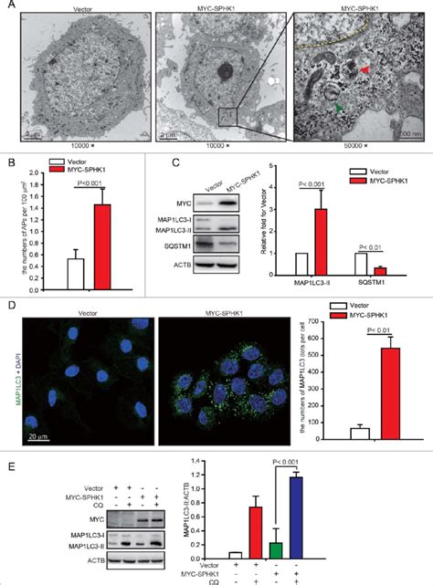 Sphk Stimulates Autophagy In Hepg Cells A B Sphk Increased The