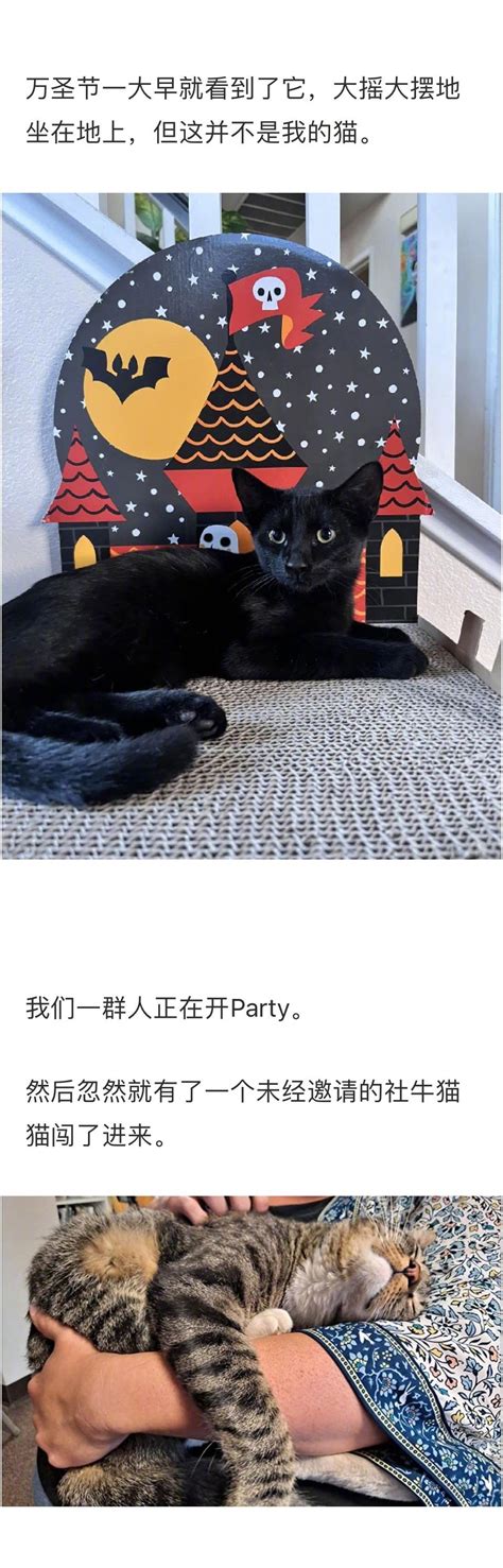 人在家中坐，猫从天上来 国外网友分享了一些被猫咪碰瓷的经历财经头条