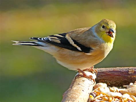 Male American Goldfinch - FeederWatch