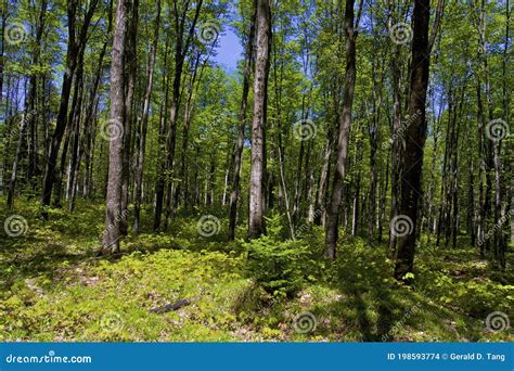 Beech Maple Forest 805888 Stock Photo Image Of Peninsula 198593774