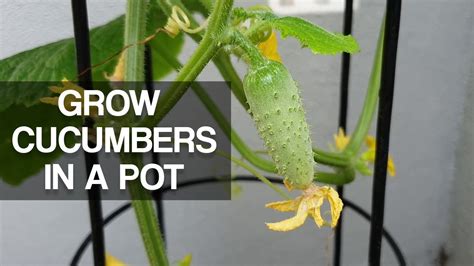 HOW TO GROW CUCUMBERS IN A POT Grow Tips Care YouTube