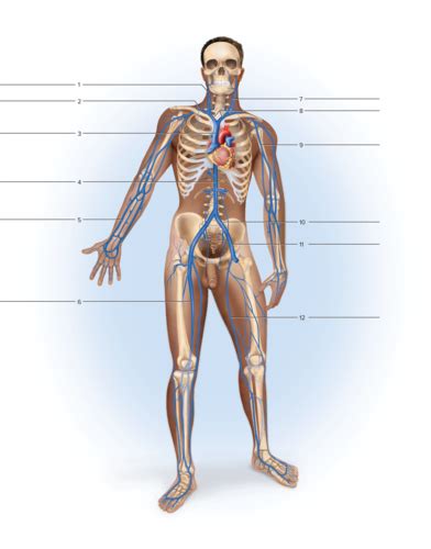 Labeling Major Veins Flashcards Quizlet