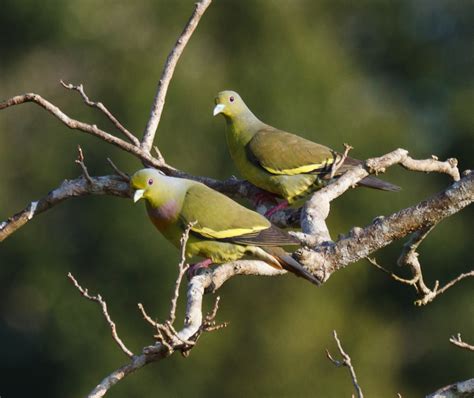 Orange Breasted Green Pigeon Treron Bicinctus Birdweather