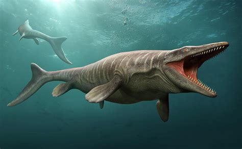 Tylosaurus Swimming A Large Predatory Photograph By Mohamad Haghani