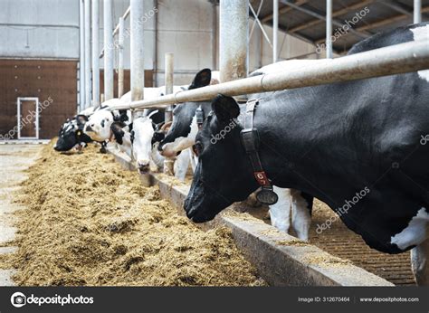 Dairy Cows Milk Farm Stock Photo by ©valdisskudre 312670464