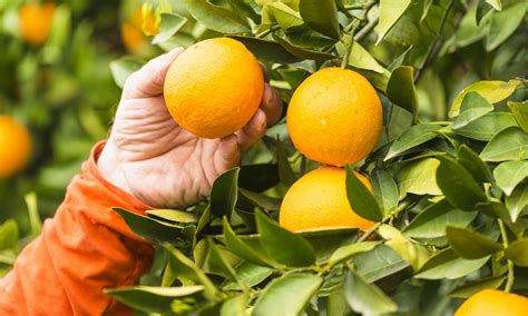 The Orange Fruit And Its Products Orange Book