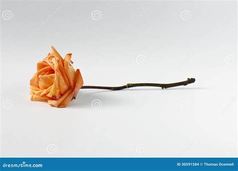 Orange Rose Stem Stock Photo Image Of Beauty Bloom 30591584