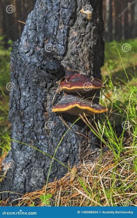 Tree Mushrooms On A Pine Trunk Burnt After A Forest Fire Stock Photo