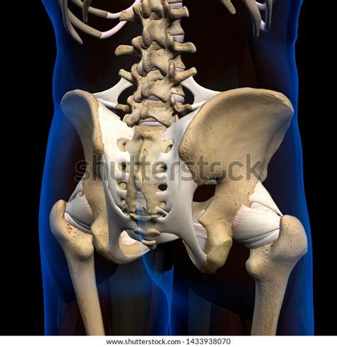 Pelvic Hip Ligaments Posterior View 3d Stock Illustration 1433938070