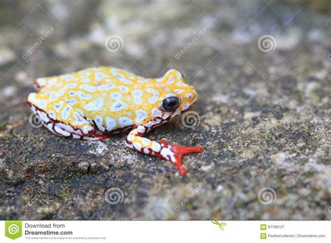 Painted Reed Frog Or Spoted Tree Frog Stock Image Image Of Nature