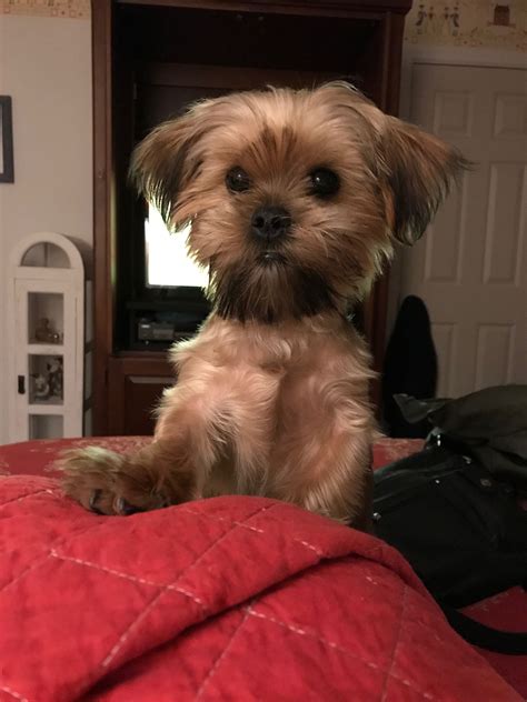 Shih Tzu Puppies Colorado For Sale