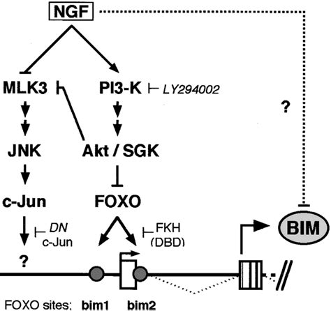 Regulation Of Bim Gene Expression By Ngf In Sympathetic Neurons Foxo