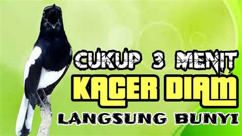 Kicau Kacer Ngeplong Di Pagi Hari Untuk Pancingan Kacer Diam Supaya