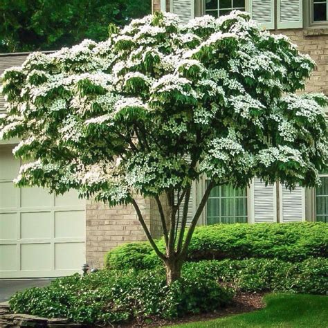 White Kousa Dogwood Tree | Stunning White Blooms - PlantingTree