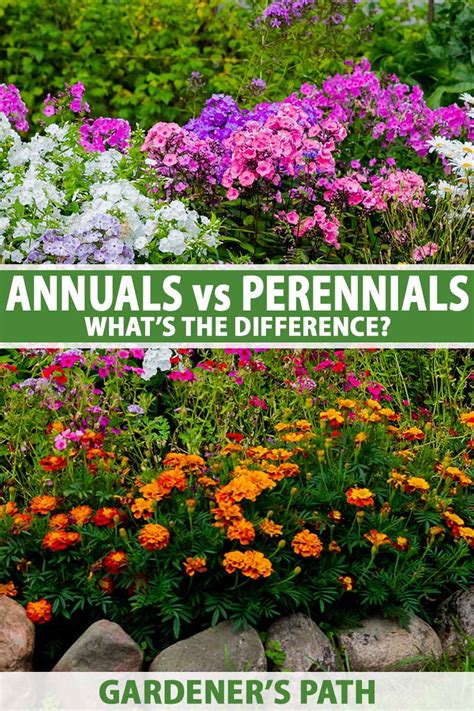 Annuals Vs Perennials Whats The Difference Simplym Press