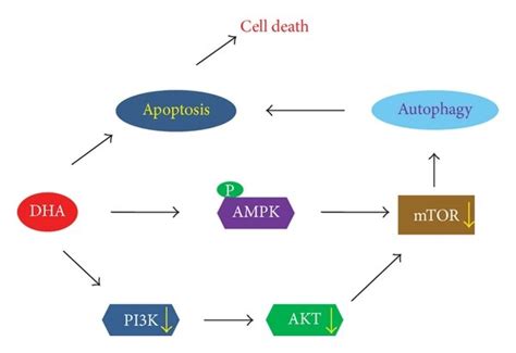 Schematic Model Of DHA Induced Apoptosis And Autophagy In NSCLC Cells