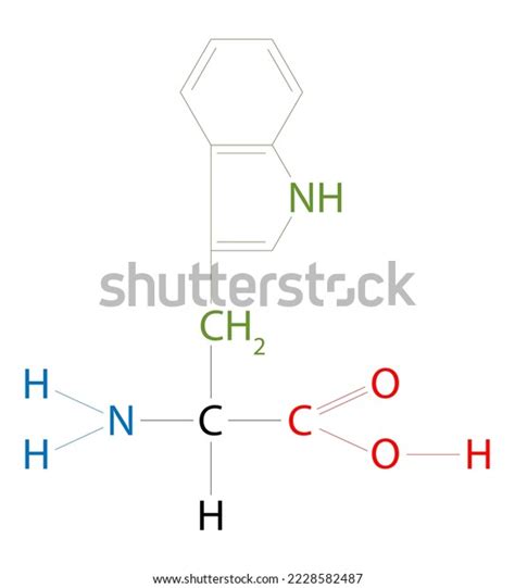 Structure Tryptophan Tryptophan Amino Acid That Stock Illustration