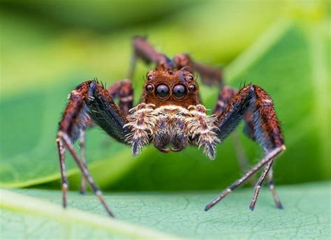 L araignée sauteuse Portia un traqueur patient intelligent Tige 2025