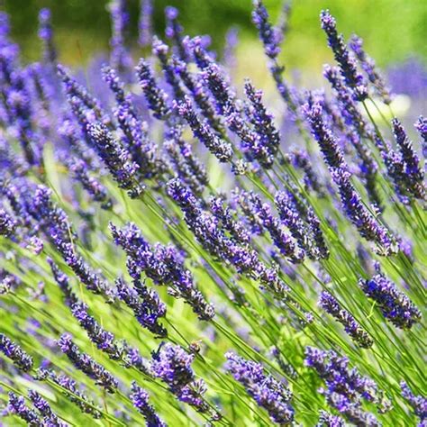 Provence Lavender Drought Tolerant Beauty The Tree Center