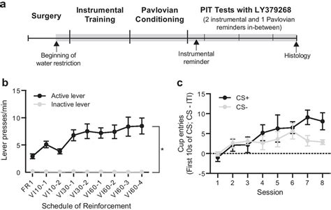 Timeline and acquisition of instrumental and Pavlovian conditioning in ...