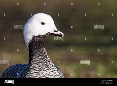 Emperor Goose Chen Canagica Stock Photo Alamy