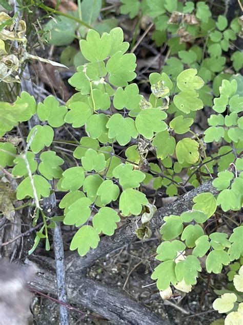 Thalictrum Peninsulare From La Paz Bcs Mexico On November At